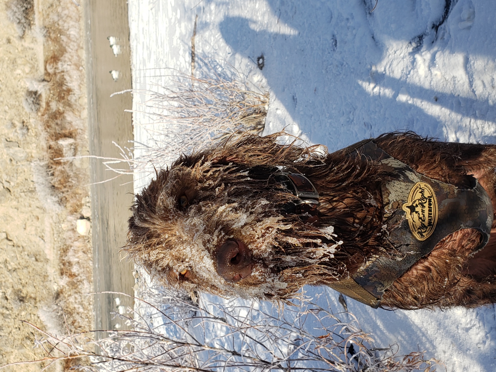 Cedarwoods Chewbacca (Chewie)